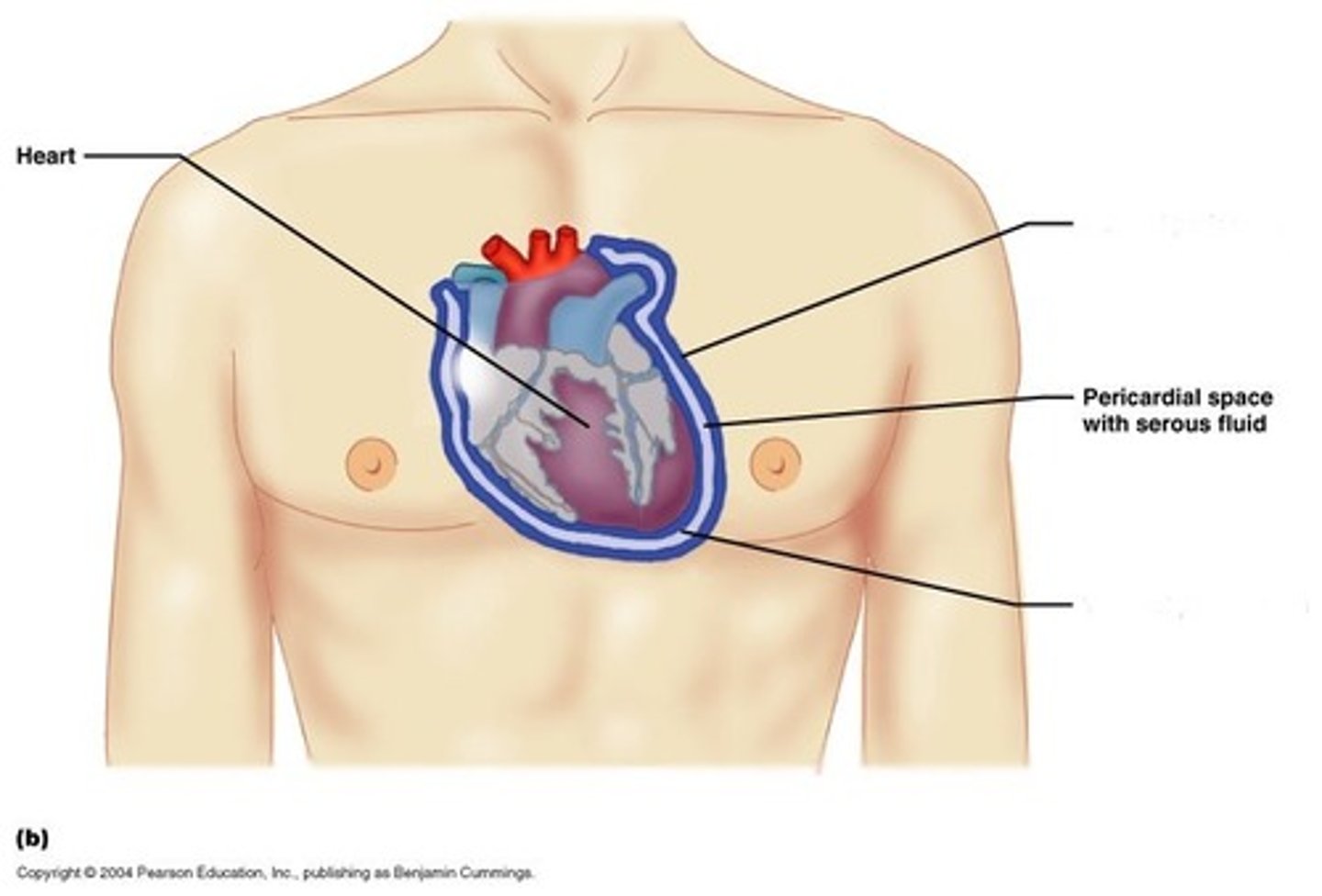 <p>The serous membrane that directly covers the heart.</p>