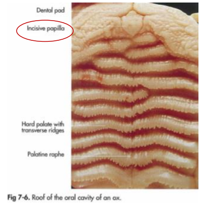 <p><strong>papilla incisiva</strong> - located behind to the upper incisor teeth or dental pad and is flanked on each side by the openings to ductus invisivus which goes through the hard palate. </p>