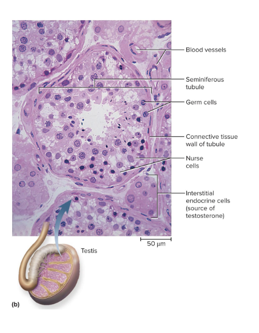 <ul><li><p>Microscopic seminiferous tubules produce sperm</p></li><li><p>Tubule walls contain sustentacular (Sertoli) cells </p><ul><li><p>are nerve cells</p></li></ul></li><li><p>Leydig cells (interstitial cells) lie in clusters between tubules</p></li><li><p>testosterone is main hormone in the testes</p></li></ul><p></p>