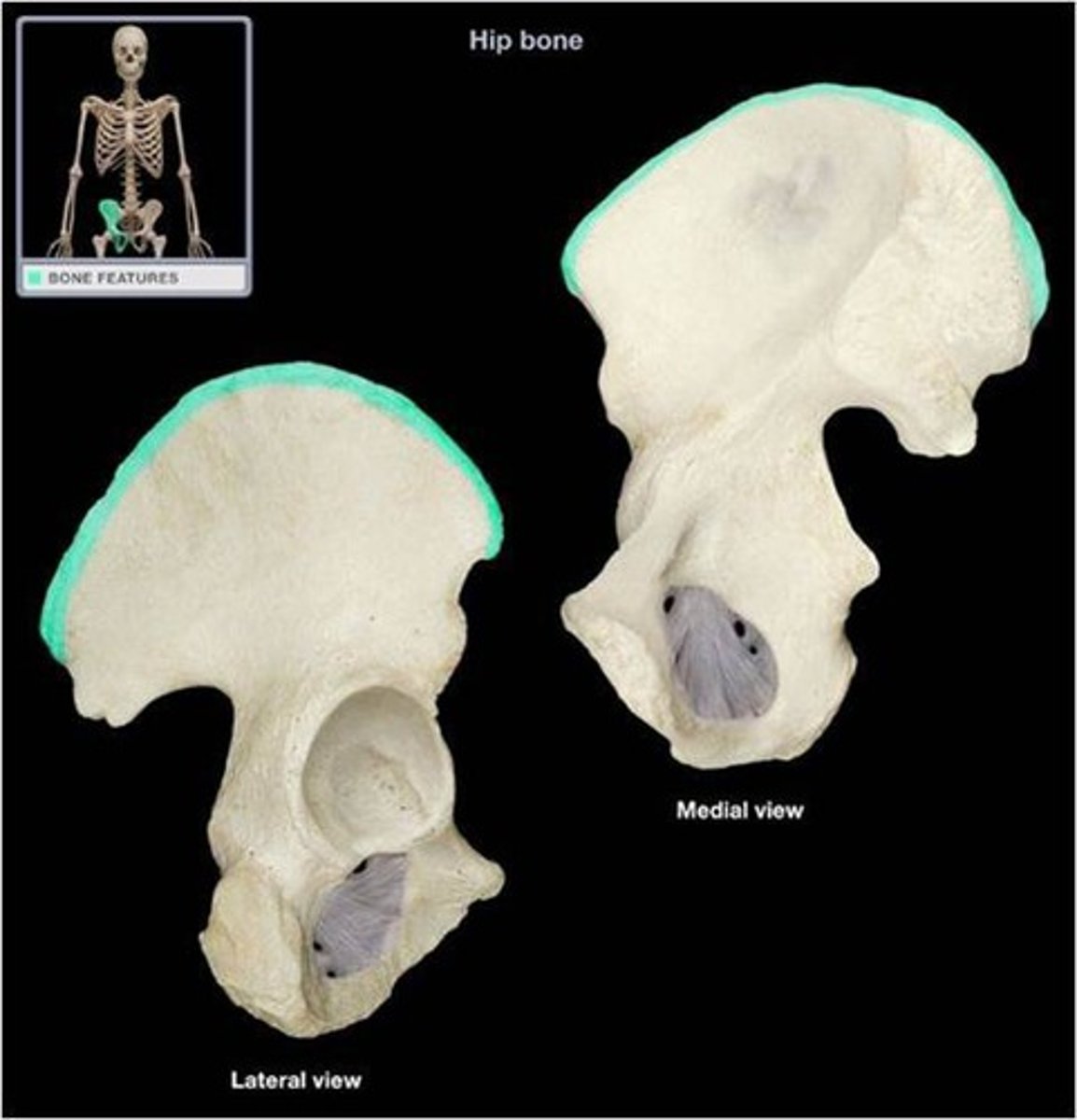 <p>What is a ridge on a bone called?</p>