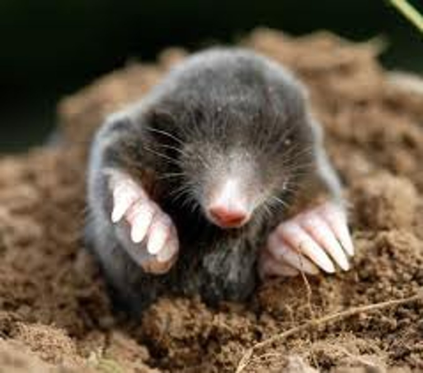 <p>Adapted for digging &amp; burrowing.</p>