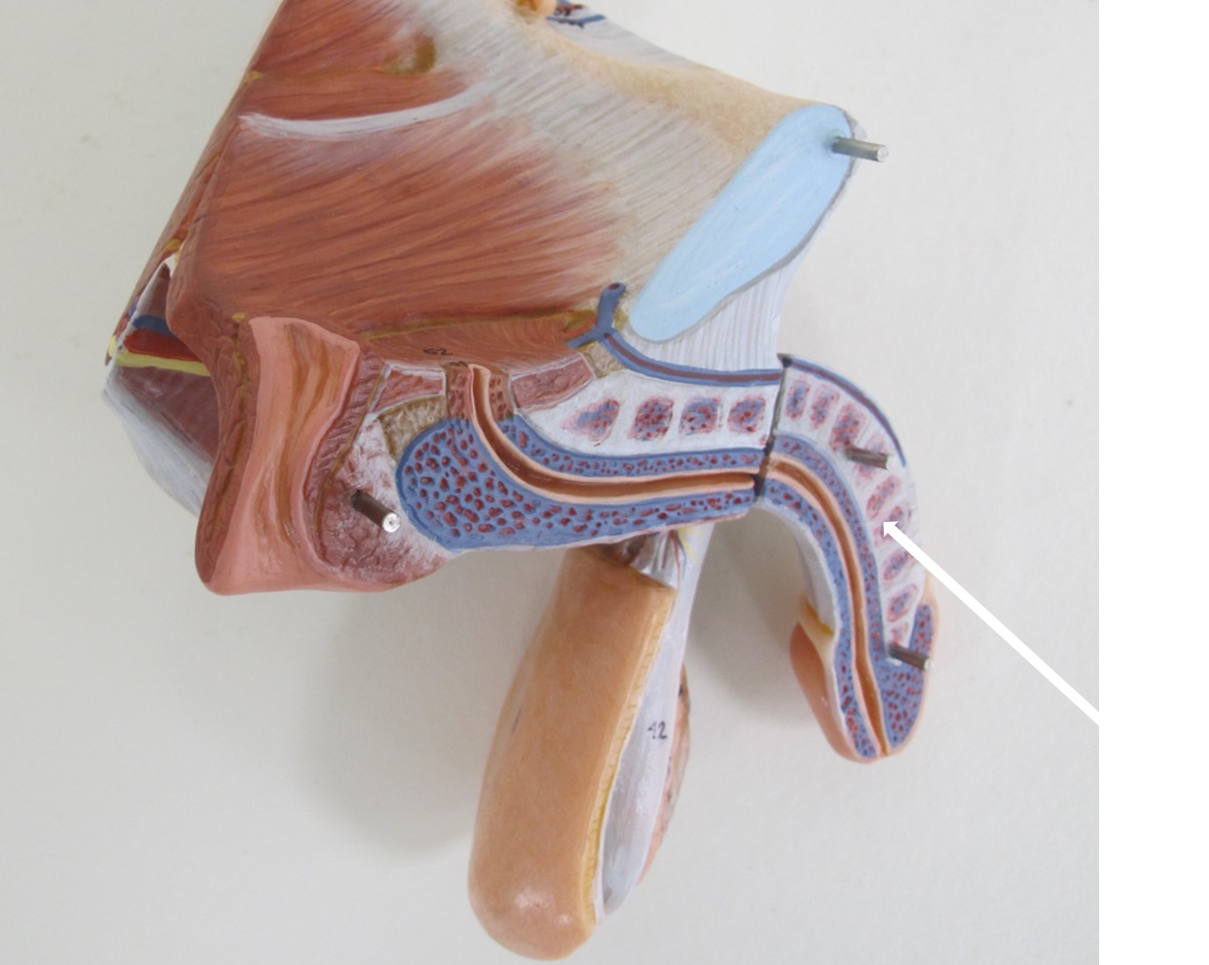 <p>deel van penis</p>