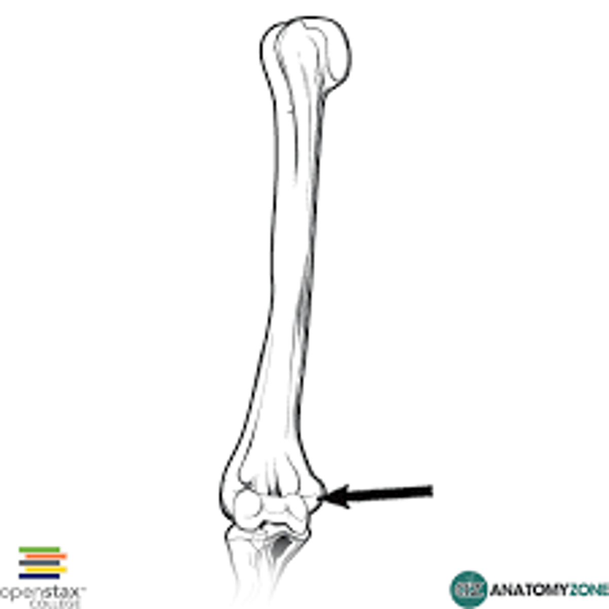 <p>A rounded projection that sits on top of the condyle and allows connective tissues to connect to the bone (e.g. humerus)</p>