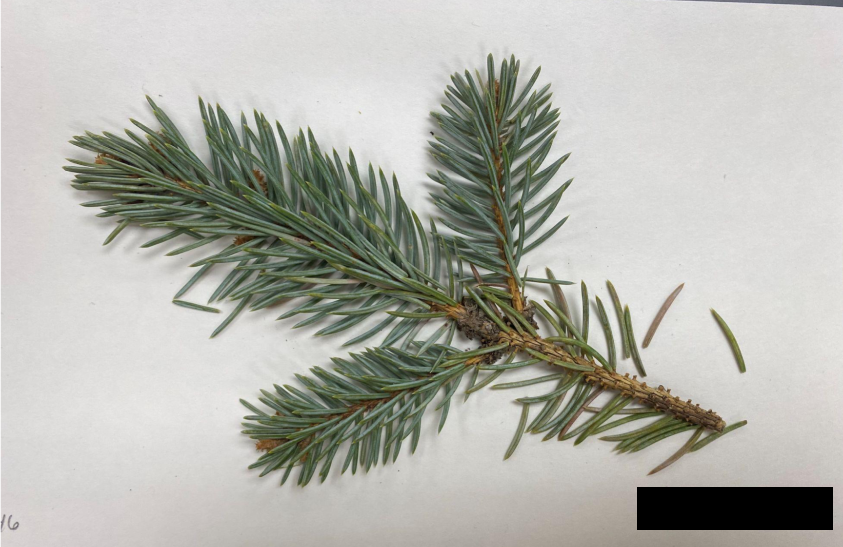 <p>Picea pungens</p>