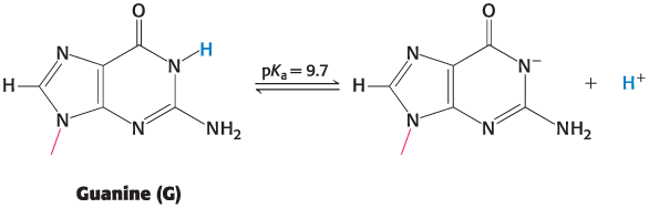 <ul><li><p><span>The chemical basis of the denaturation is the disruption of base-pairing.</span></p></li><li><p class="s43"><span>example: the loss of a proton by the base guanine prevents base-pairing with cytosine.</span></p></li></ul><p></p>