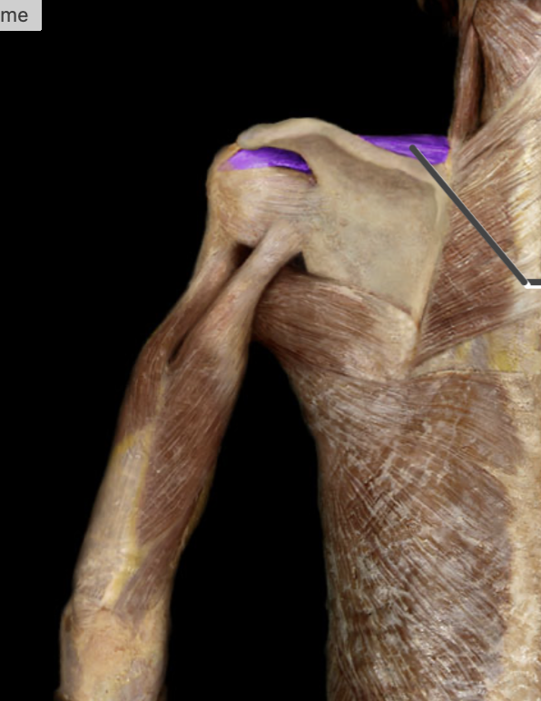 <p>action of supraspinatus</p>