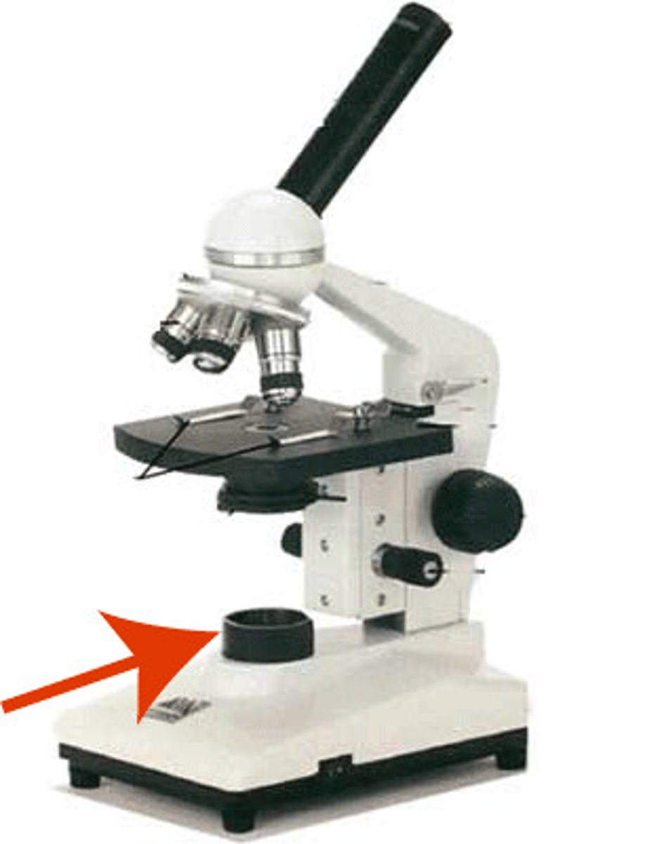 <p>Located in the base. The light from the lamp passes directly upward through the microscope</p>
