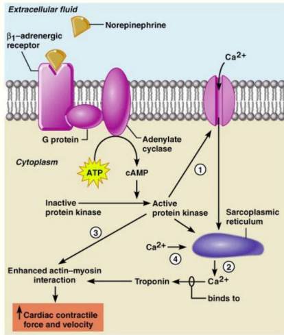 <ul><li><p>Increases the strength of myocardial contraction</p></li><li><p>Phosphorylation of calcium channels lengthens their opening time</p></li><li><p>Increases calcium concentration in the sarcoplasmic reticulum (SR)</p></li><li><p>Enhances actin-myosin interaction via kinase activation</p></li></ul><p></p>