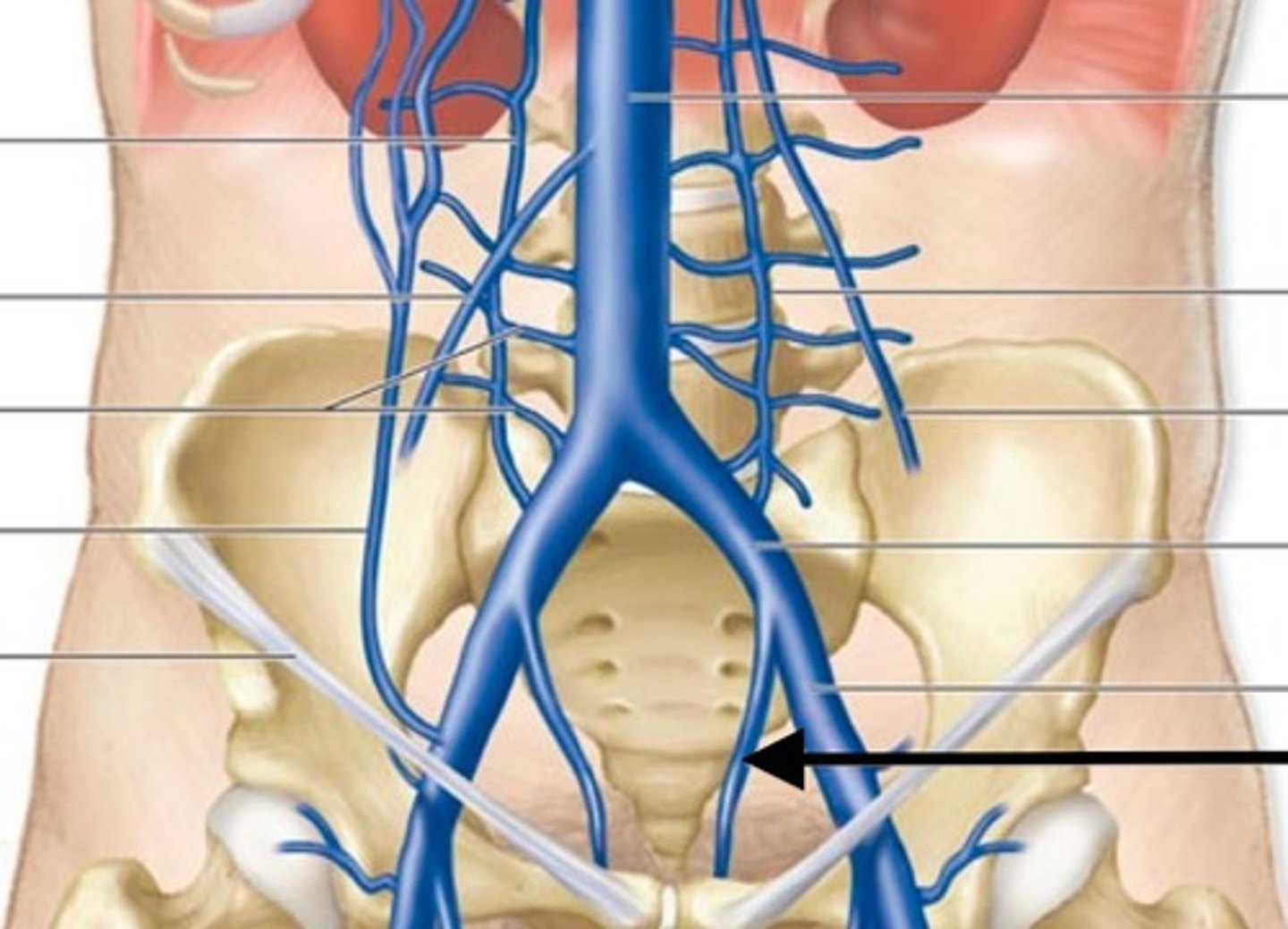 <p>Identify the vessel (include artery vs vein)</p>