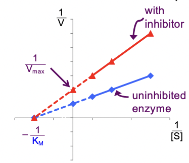 <ul><li><p>V’max is changed: y intercept is different</p></li><li><p>Km = Km: x intercept is the same</p></li></ul><p>(V’max = max rate in presence of inhibitor)</p><p>non-competitive inhibition changes the shape of the active site = no effect in increasing [S] = Vmax affected </p>