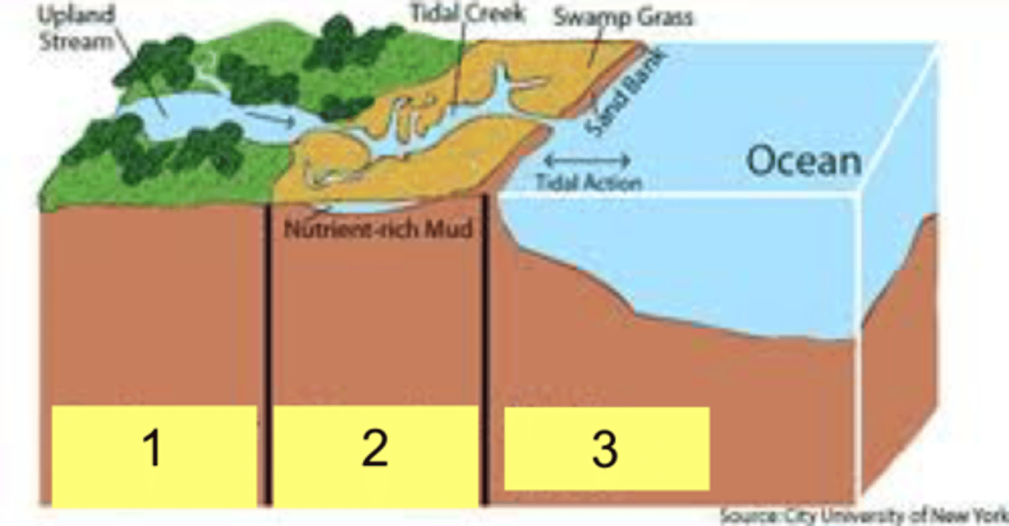 <p>the relatively narrow area of wetlands along coastlines where salt water and fresh water mix.</p>