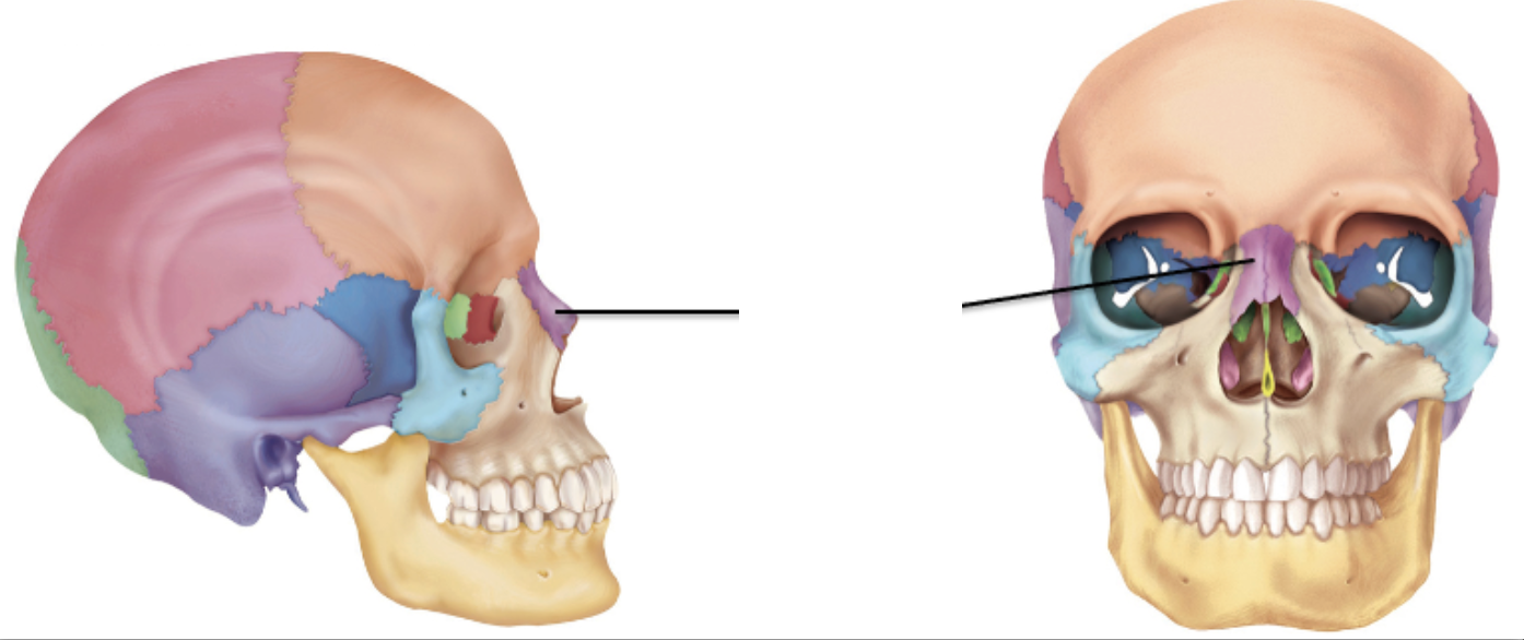<p>Identify the facial bone and it’s feature(s)</p>