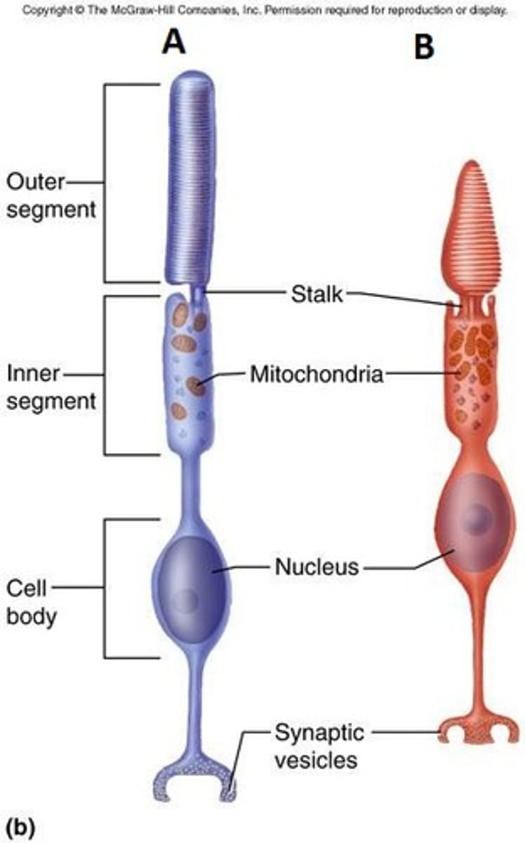 <p>A structure in a living organism, especially a sensory cell or sense organ, that responds to light falling on it.--rods&amp; cones</p>