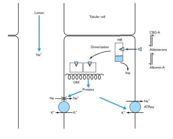 <p>its a mineralocorticoide/steroid and binds an internal receptor in the kidneys tubular cells. The receptors dimerize, and promote transcription of proteins involved in sodium reabsorption and potassium secretion, leading to increased blood volume and blood pressure. </p>