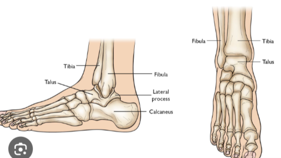 <p>The talus of the foot:</p>