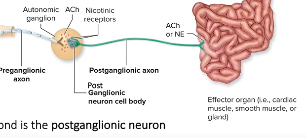 <p>-body is<u> within autonomic ganglion</u></p><p>-very thin, <u>unmyelinated axon</u> projects to effectors</p><p>-releases Ach or norepinephrine from syn. knob to<u> excite or inhibit effector</u> depending on effector type</p>