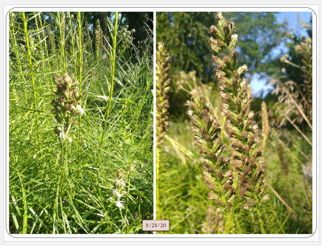 <p>spiraling, winding habit, simple linear foliage, glabrous to sparsely hairy leaves, spike shaped inflorscence</p>