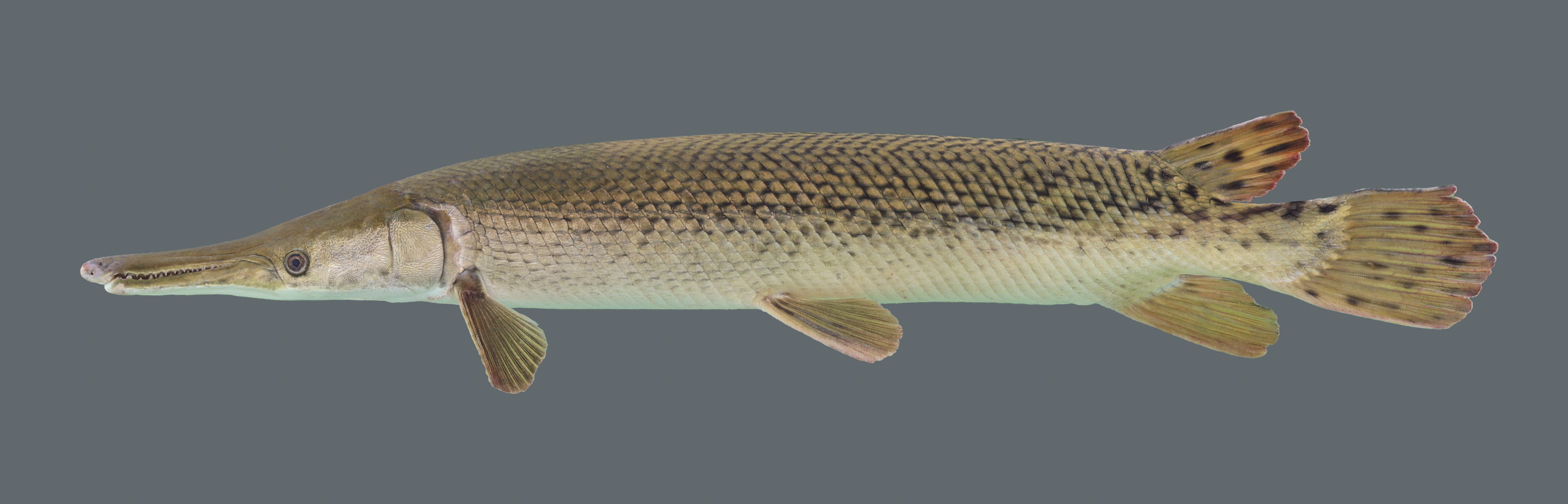 <p>gar</p>