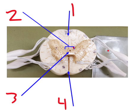 <p>Name structure 4</p>