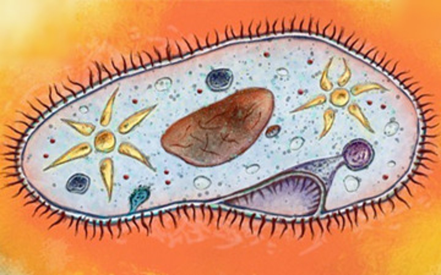 <p>cilia, not photosynthetic, food vacuole</p>