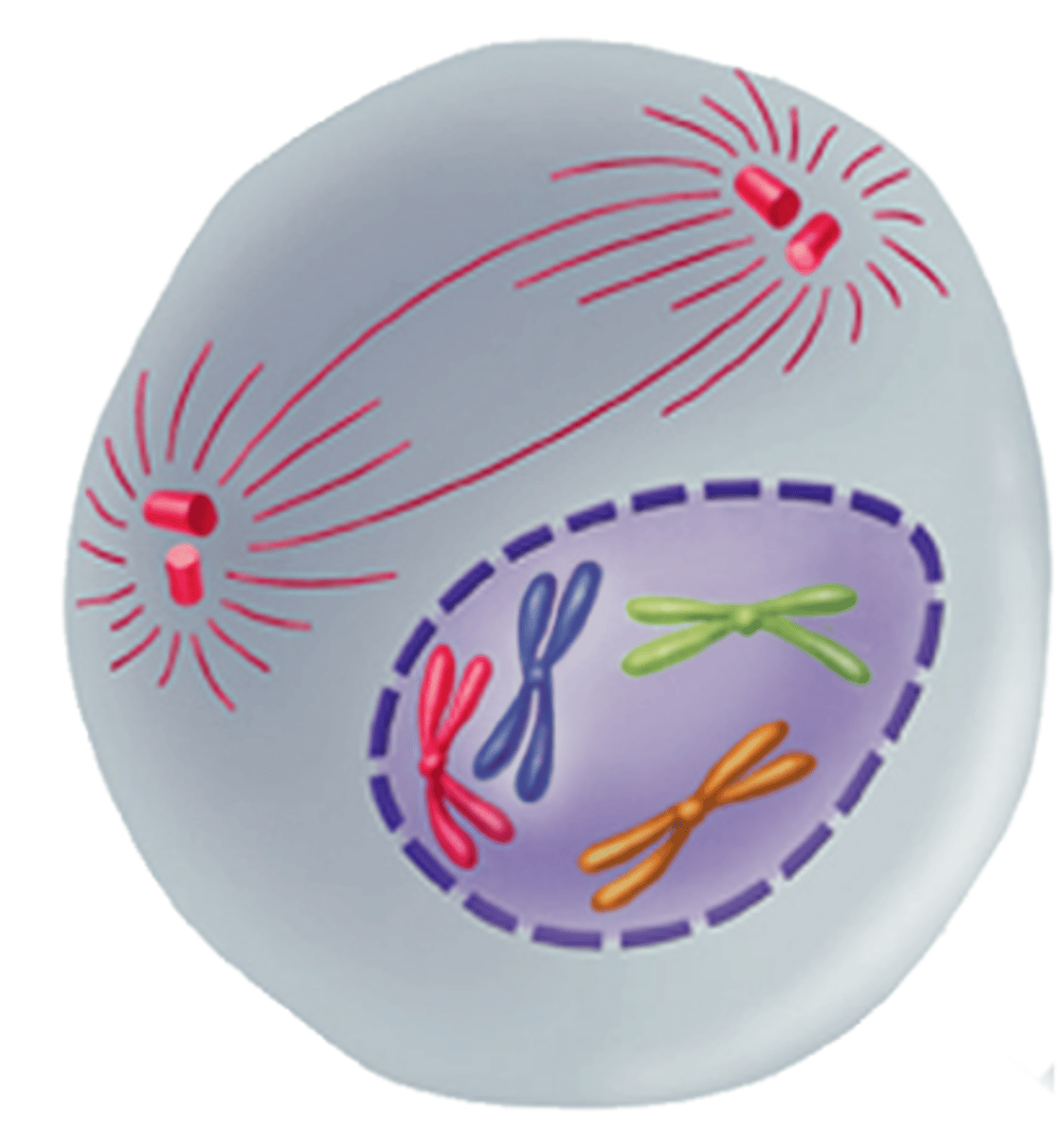 <p>First and longest phase of mitosis; centrioles lie in a region called the centrosome; centrosome helps to organize the spindle - a fanlike microtubule structure that helps separate the chromosomes; in animal cells centrioles separate and take up positions on opposite sides of the nucleus; the nuclear envelope breaks down; chromosomes continue to condense</p>