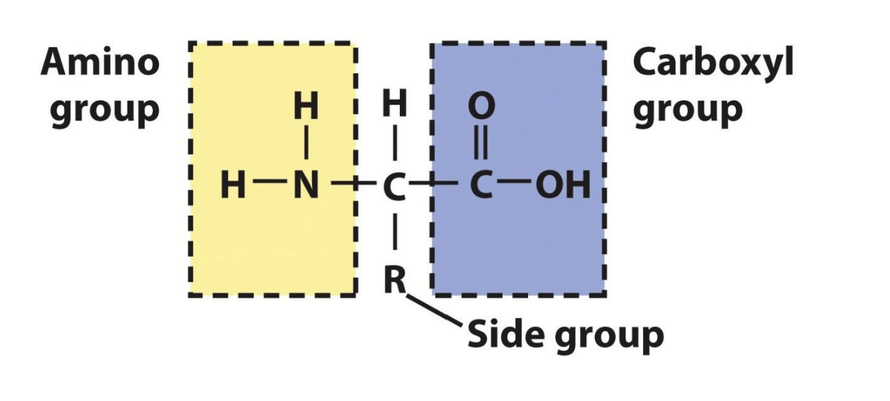 <p>Proteins are made of polypeptides; a polypeptide is a long chain of monomers, which have a free amino group (N-terminal), a free carboxyl group (C-terminal), and a side group (R).</p>