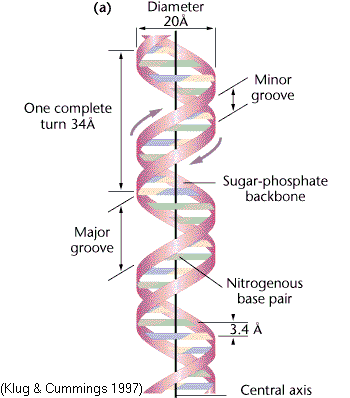 <p>Right-handed, 10 bp/turn, 3.4 Å spacing; major and minor grooves; physiological form found in cells.</p><p></p>