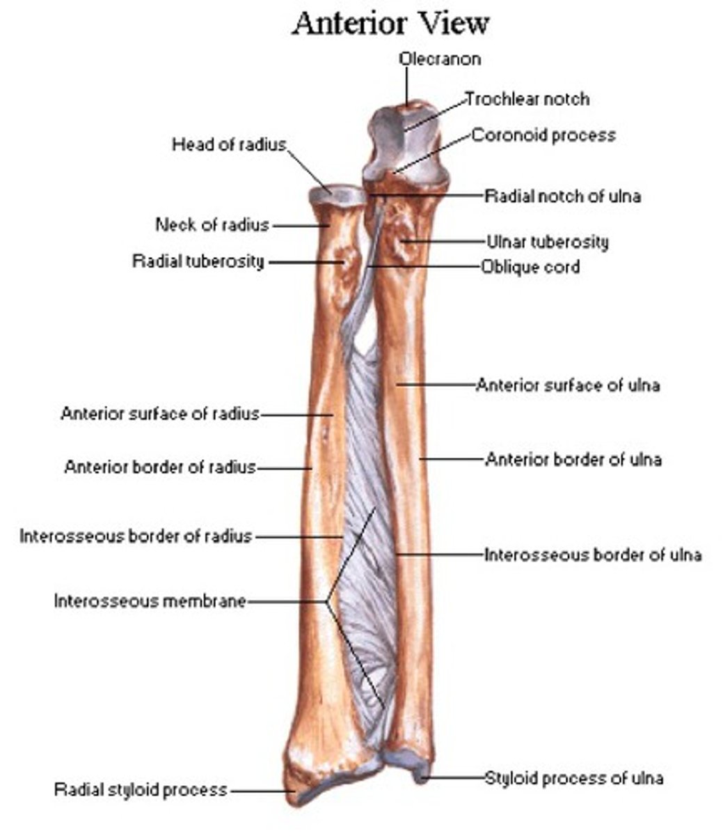 <p>- in anatomical position, the radius is on the thumb side</p><p>features:</p><p>HEAD (PROXIMAL END)</p><p>- round shape that articulates with the humerus and the ulna</p><p>SHAFT</p><p>NECK</p><p>DISTAL END</p><p>- articulates with the carpal (wrist) bones</p><p>- styloid process</p>