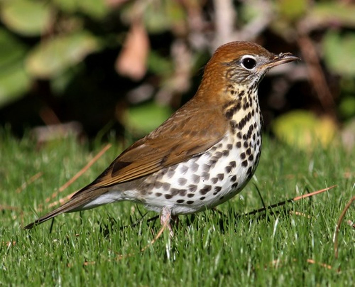 <p>Passeriformes Turdidae</p>