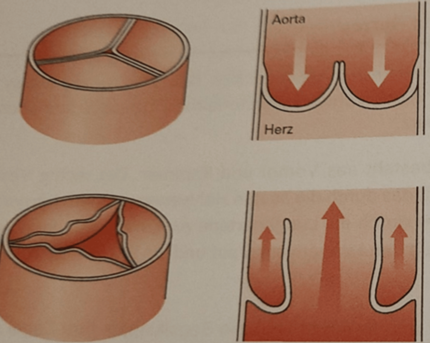 <p>Liegen am Ausgang der Herkammern. verhindern, dass das Blut von der Aorta/Lungenarterie wieder in die Kammer fliesst.</p>