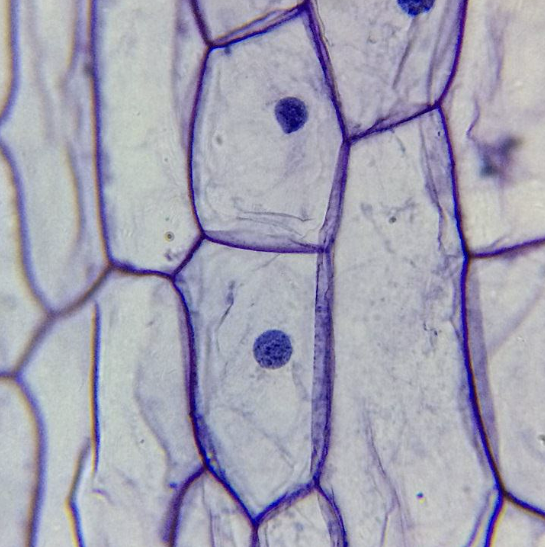 <p>What cell is this?</p>