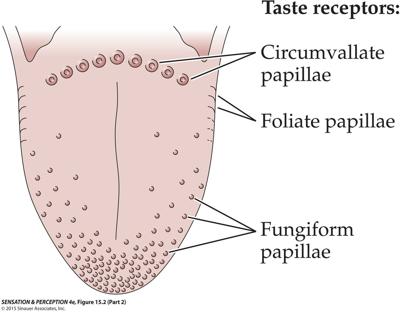 <p>fungiform </p><ul><li><p>mushroom-shaped</p></li><li><p>1mm diamater max</p></li><li><p>most dense on edges of tongue</p><ul><li><p>especially tip</p></li></ul></li><li><p>avg 6 taste buds per papilla</p></li></ul><p></p><p>foliate</p><ul><li><p>folds</p></li><li><p>along rear of tongue</p></li><li><p>lateral to circumvallate papillae</p></li></ul><p></p><p>circumvallate papillae</p><ul><li><p>circular shape on rear of tongue, forming inverted V</p></li><li><p>3-5 on each side</p></li><li><p>surrounded by trench </p></li><li><p>much larger than fungiform </p></li></ul><p></p><p></p><p></p>
