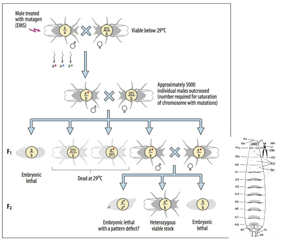 <ol><li><p>Treat a male with mutagen (EMS) (a/a)→ to form a* mutation sperm</p></li><li><p>Cross with a DTS/b female→ viable at 29 degrees</p></li><li><p>approx 5000 individual males <strong>outcrossed</strong>→ no. required for saturation of chromosome with mutations</p><ul><li><p>i.e the mutant sperm from og fly→ mutant flies cross with more DTS/b female</p></li></ul></li><li><p>Grow this F1 progeny→ </p><ul><li><p>b/b is embronicaly <strong>lethal</strong></p></li><li><p>DTS/b and a*/DTS dead at <strong>29 degrees</strong></p></li><li><p>a*/b and a*/b mmale nad female surive!</p></li></ul></li><li><p>Cross these a*/b x a*/b</p><p>Result:</p><ul><li><p>a*/a*→ embryonic lethal (with pattern defect?? that can be studied)</p></li><li><p>a*/b→ heterozygous viable shock</p></li><li><p>b/b→ embryonic lethal</p></li></ul></li></ol><p></p>