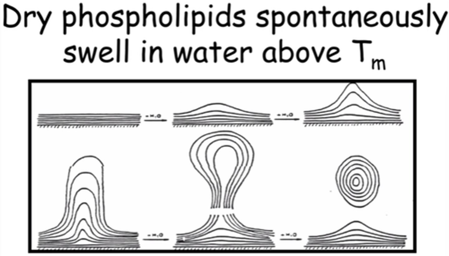 <p>Spontaneously swell.</p>