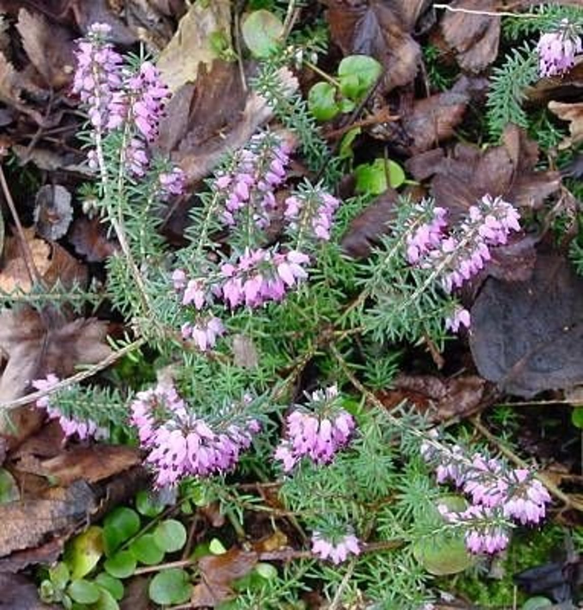 <p>needle-like leaves outwards, spring flowering</p>