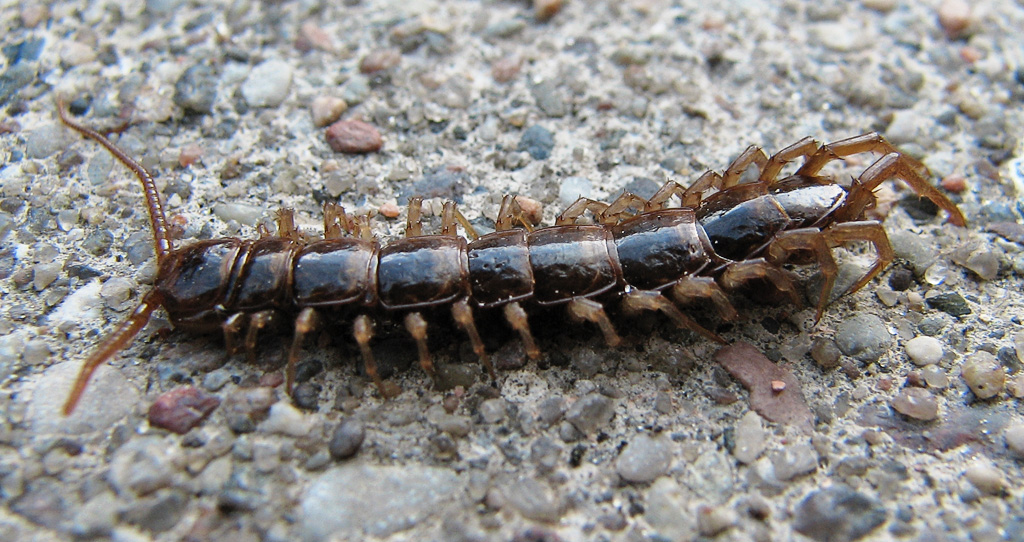 <p>Lithobiomorpha, kivijuoksiaiset</p>