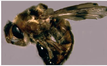 <p>Name this fly</p>