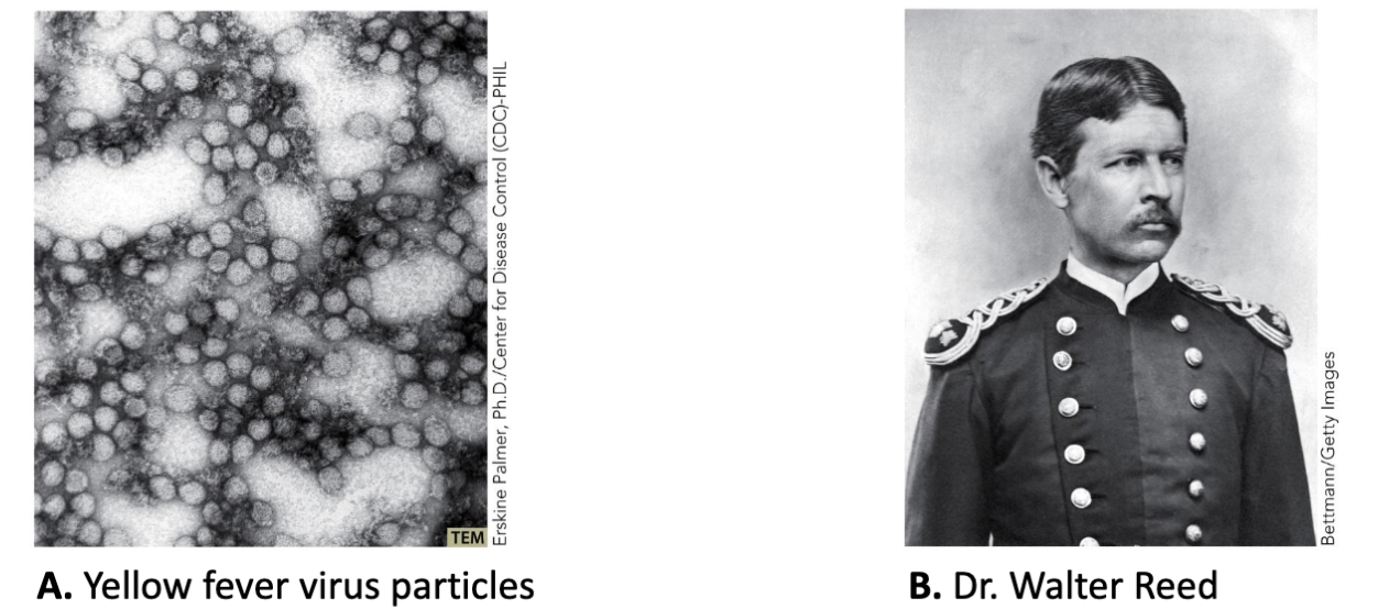 <ul><li><p><strong><em>Walter Reed </em></strong>showed in 1901 that a human disease, <strong><em>yellow fever,</em></strong> was caused by a virus transmitted by <strong><em>mosquitoes</em></strong>.</p></li></ul><p></p>