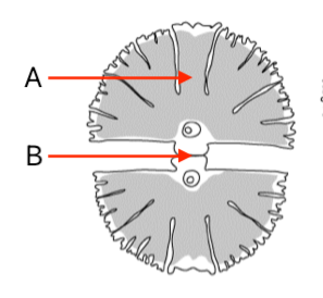 <p>Label structures A and B.</p>