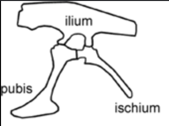 <p>Saurischian</p>