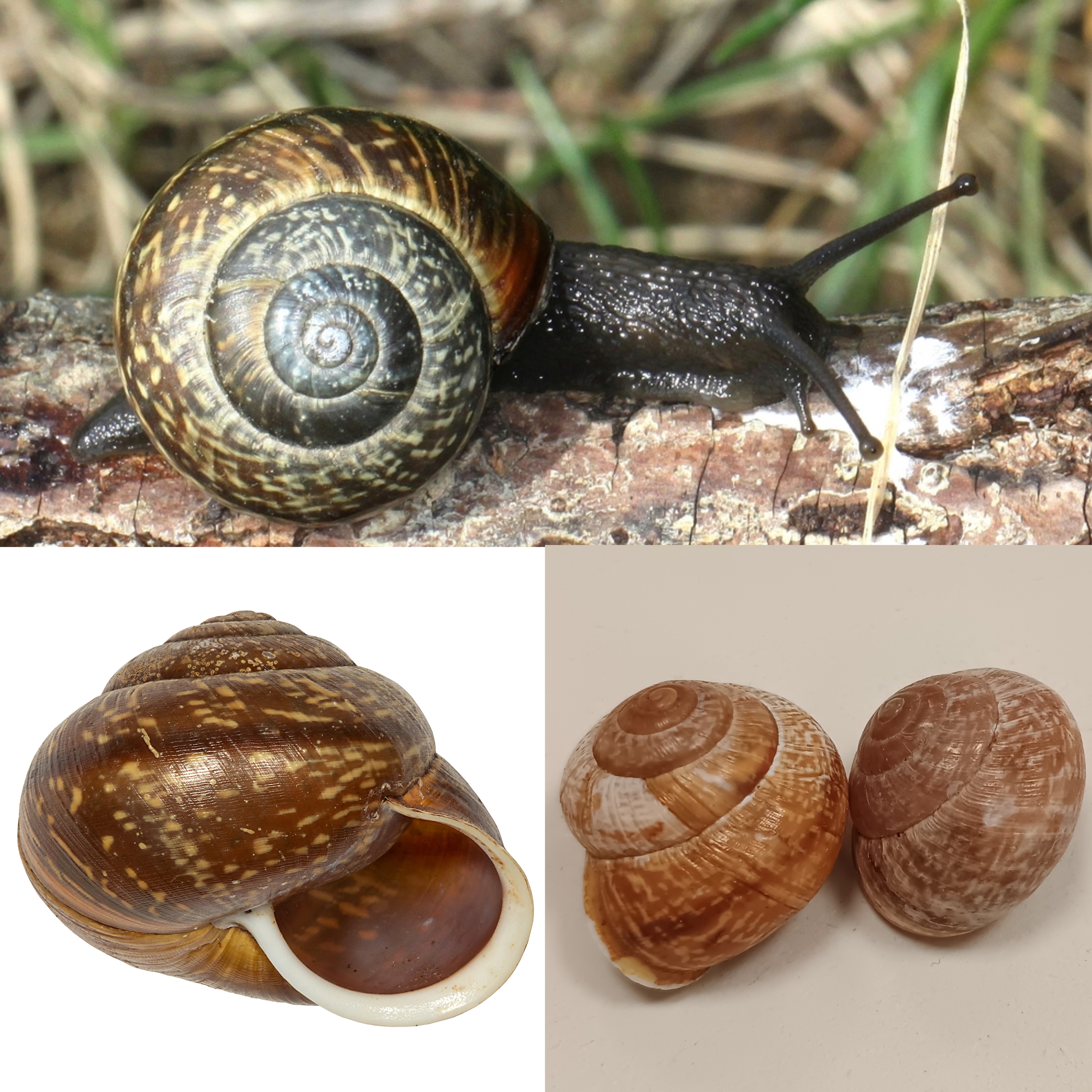 <p>Kmeň: Mollusca (mäkýše)<br>Trieda: Gastropoda (ulitníky)<br>Skupina: Pulmonata (pľúcnatce)</p>