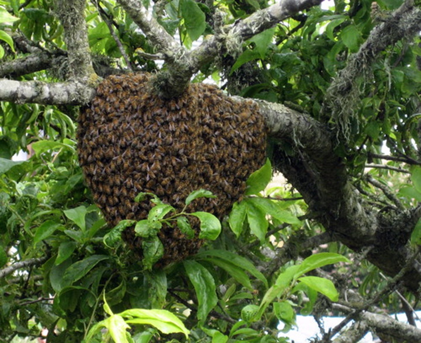 <p>(n) tổ ong</p>