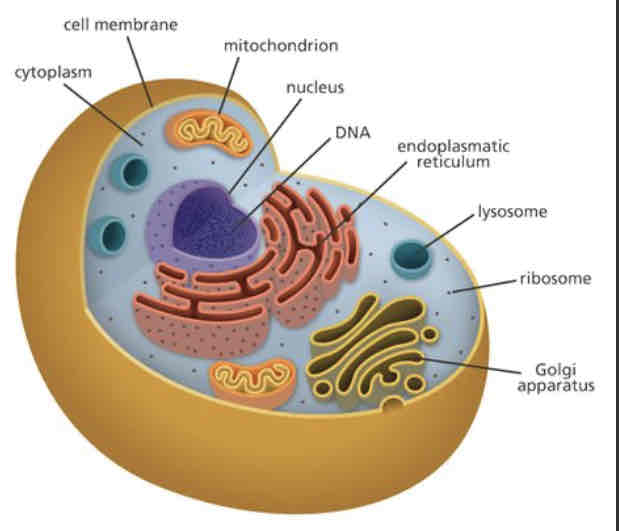 <p>If the nucleus is the control centre of the cell, the cytoplasm is the factory floor. It contains the endomembrane system, ribosomes, cytoskeleton, mitochondria and plastids and plasma membrane.</p>
