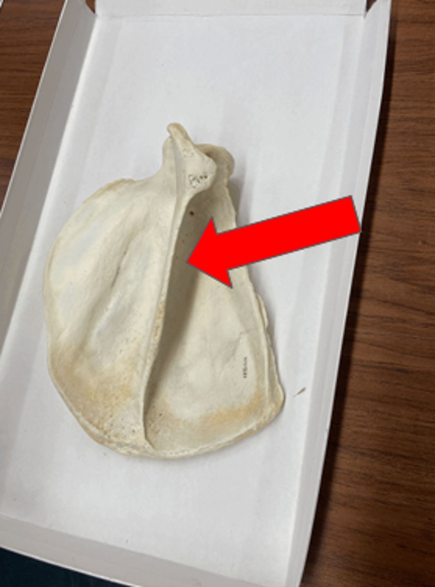 <p>Ridge on scapula</p>