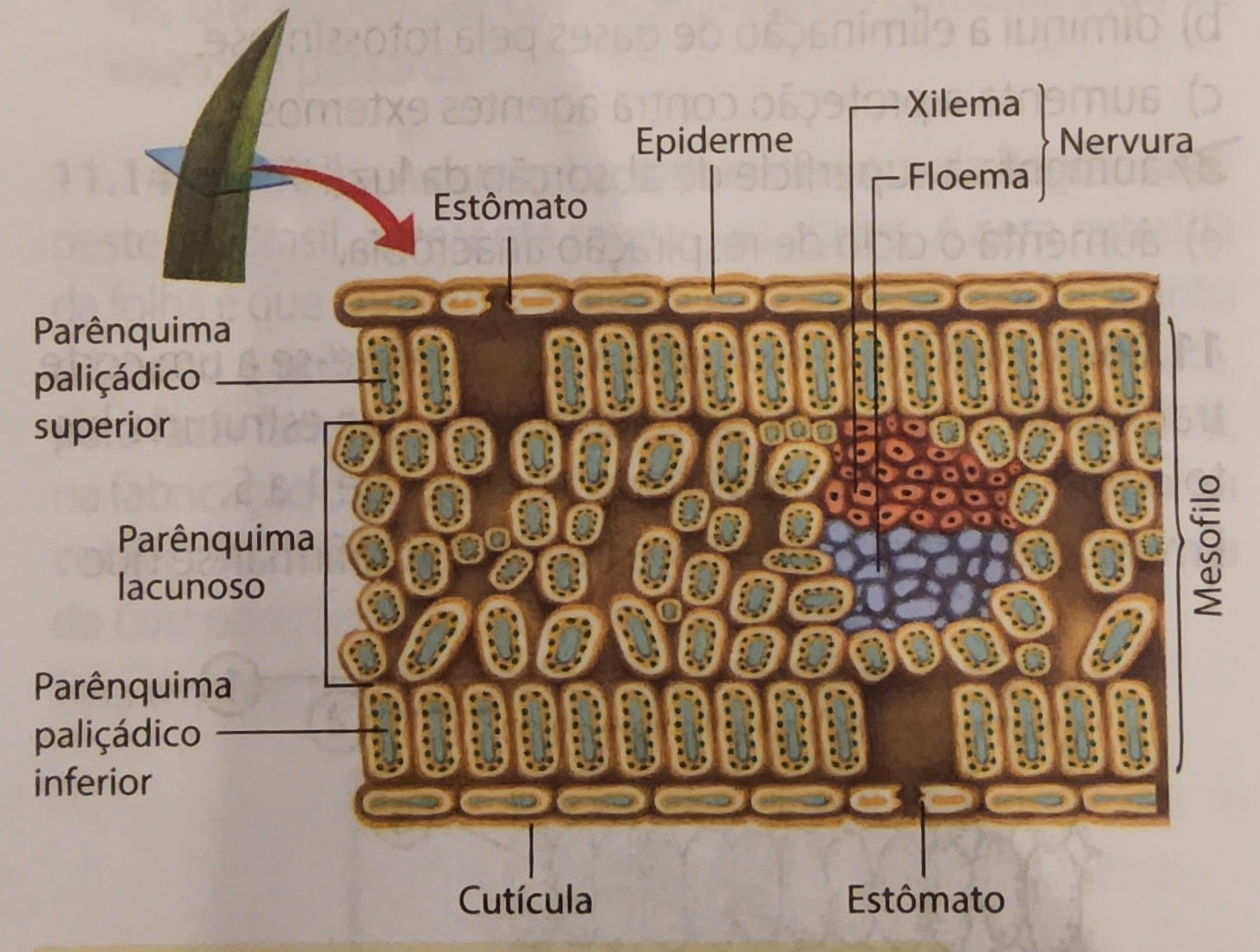 * monocotiledôneas
* anfiestomática 
  * estômatos nas duas epidermes