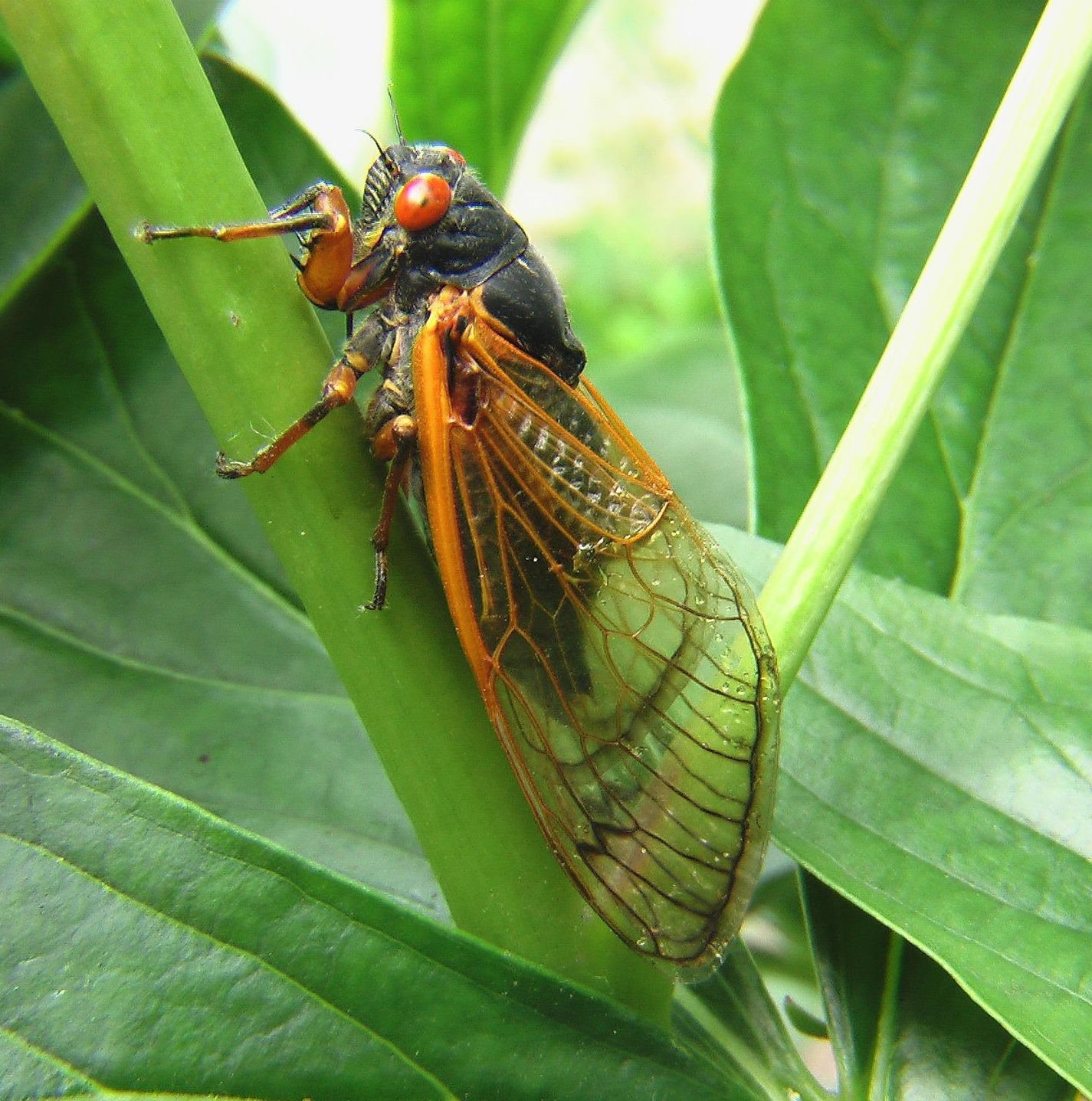 <p>cicades</p>