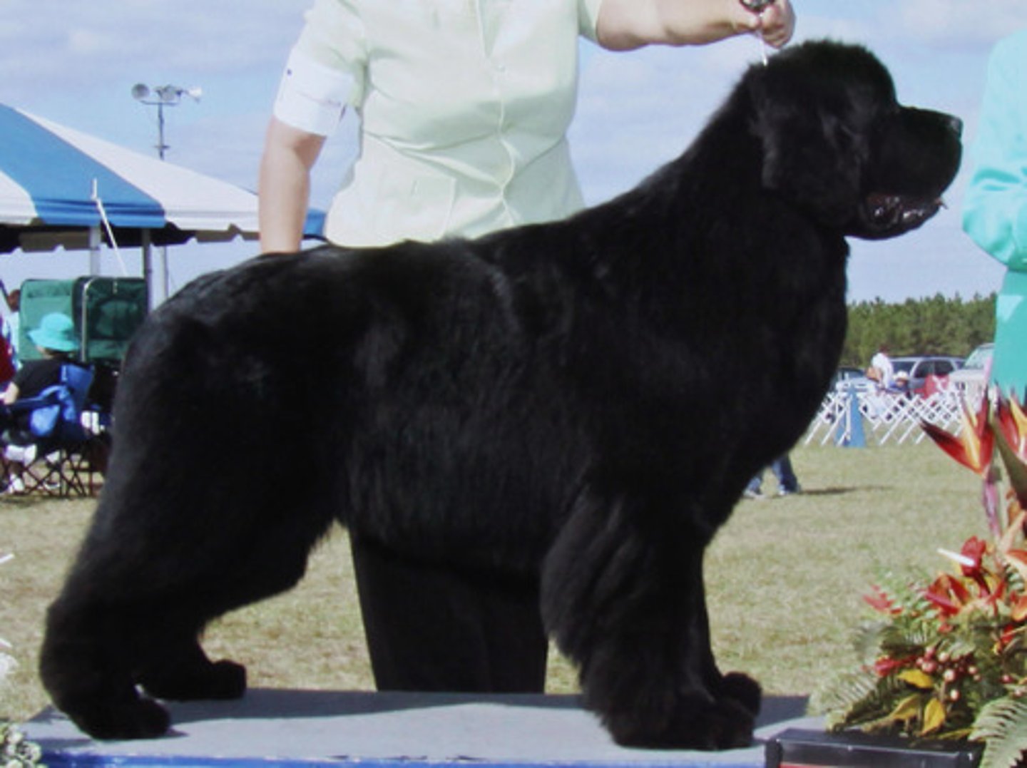 <p>Working Group</p>