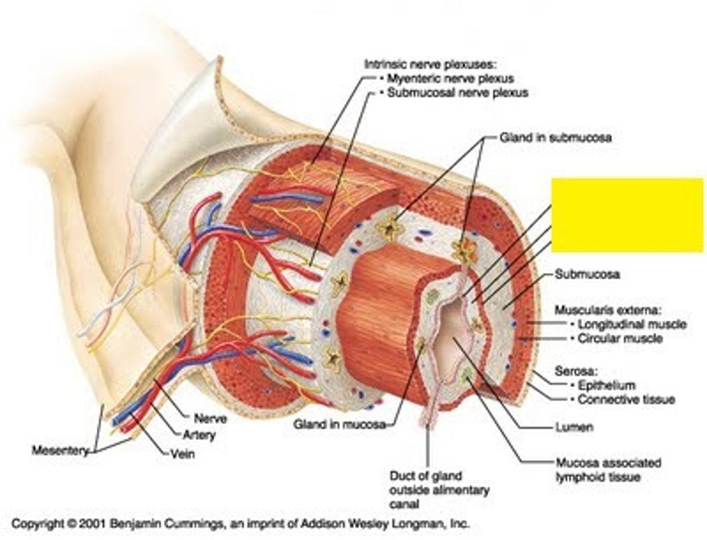 <p>- lines the lumen</p><p>- innermost layer</p><p>- 3 sublayers</p><p>- contains a stratified squamous epithelium</p>