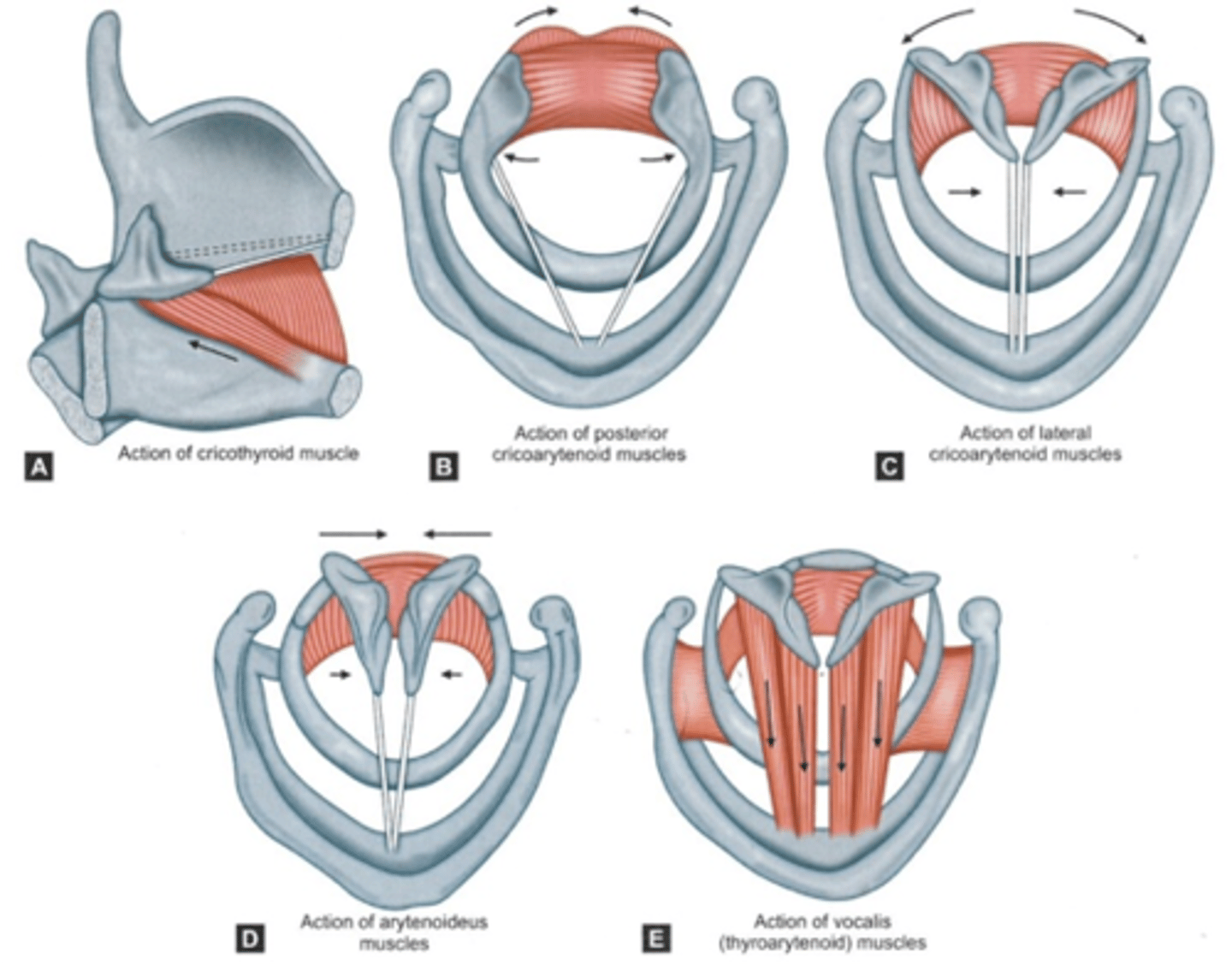 <p>Tensors + Relaxers</p><p>Adductors + Abductors</p>