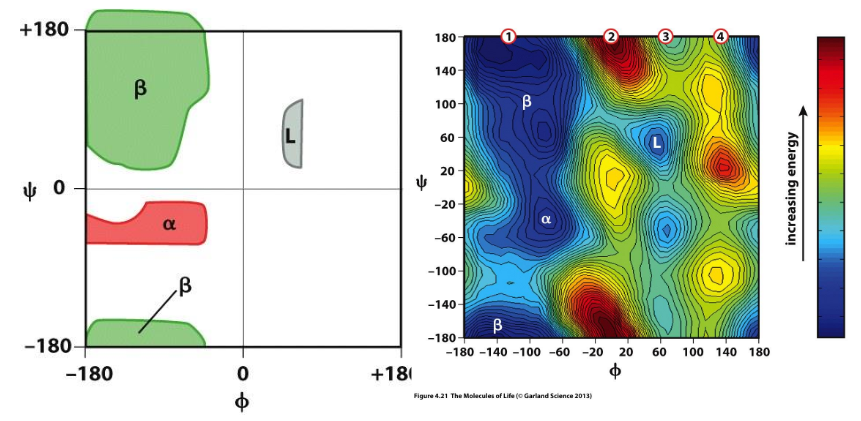 <p>match with the dihedrals of specific secondary structures</p>